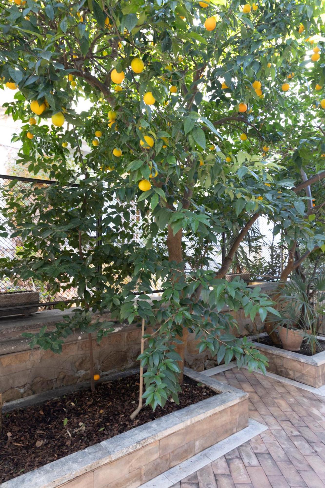 The Orange Garden Apartment Рим Екстериор снимка
